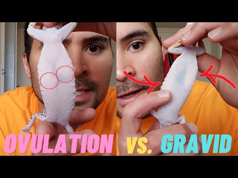 How to tell Ovulations in Leopard Geckos | 4 Stages of Ovulation Explained (2021)