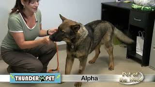 Pet of the Week Alpha