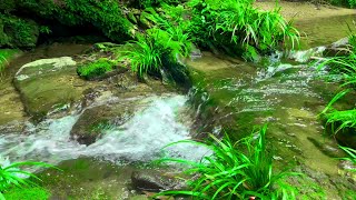 Download Lagu Suara Indah Hutan Hijau, Aliran Air yang Lembut dan Kicauan Burung, Suara Alam, Suara Penyembuhan MP3 Download Lagu Suara Indah Hutan Hijau, Aliran Air yang Lembut dan Kicauan Burung, Suara Alam, Suara Penyembuhan MP3