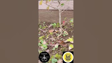 Colors of Fall: Trident Maple #bonsai #garden #autumn #bonsaitree