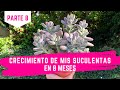 CRECIMIENTO DE MIS SUCULENTAS EN 8 MESES | PARTE 8