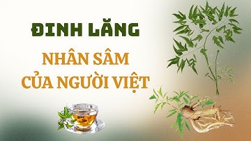 Đinh Lăng – Nhân Sâm Của Người Việt: 06 Công Dụng Tuyệt Vời Cho Sức Khỏe Ai Cũng Nên Biết!