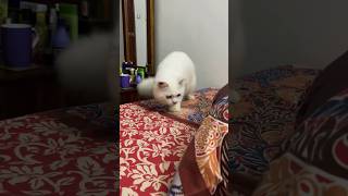 Cute cat vs bug video  #cute #cat #play #viral #kitten #tiktok #shorts #pets #meow  #funny #bug