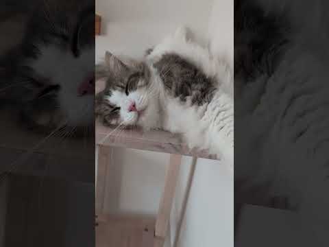 錯覚させてくる猫【ノルウェージャンフォレストキャット】#Shorts