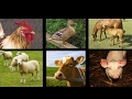 Farm Animal Sounds - An Interactive Game for Kids