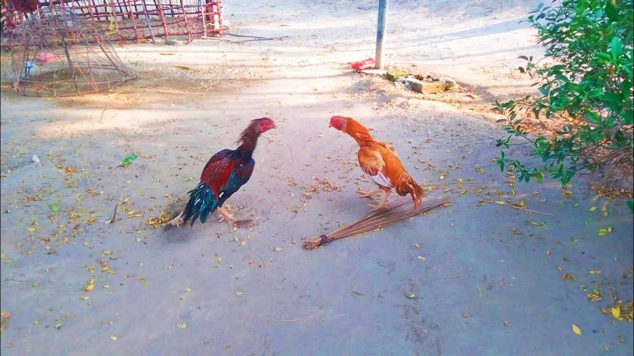 Aseel Rooster Face Off | Real Aseel Murga Style | No Fight Only Show | Original Aseel Rooster Video