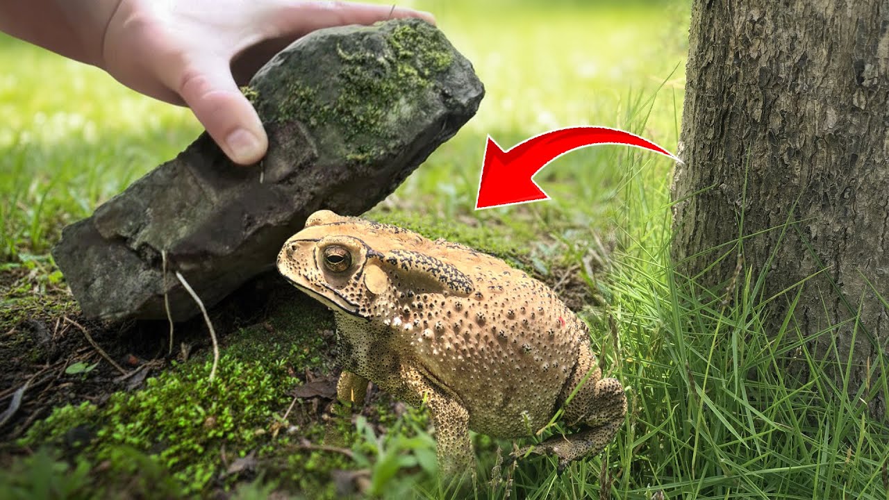 King Toad Found Hiding Under Rocks! - YouTube
