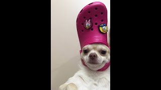 Modded 10x Shitter plays vital (Shit Clips)