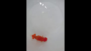 MOV 2243