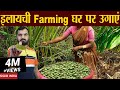     elaichi farming  cardamom farming  profitable farming  elaichi ki kheti farming