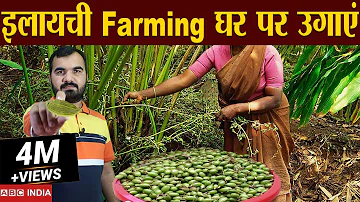 इलायची की खेती | Elaichi Farming | cardamom Farming | Profitable Farming | Elaichi ki kheti #farming