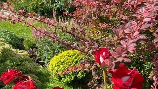 Супер кустарники 🍁подходят  для больших и маленьких цветников…🍁