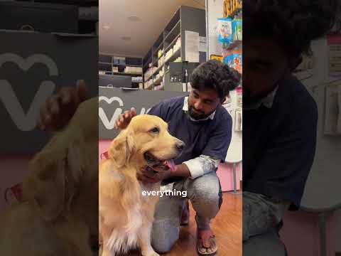 Oscar Ate Chocolate at 2 AM 😭 | Emergency Rush to Vetic 24x7 Vet