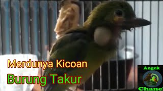 Suara Burung Takur