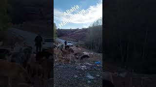 Allaha Hamdolsun ...