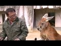 カンガルーは家で飼えるらしい / 東山動物園 の動画、YouTube動画。