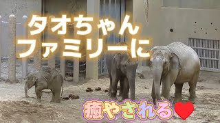 タオちゃんファミリーに癒やされる♥