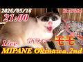 【LIVE】 ガチシャーの保護仔猫『モモ』・慢性腎不全の『ミッツ』の経過・15歳の老猫『ミュウ』・全国より里親大募集!