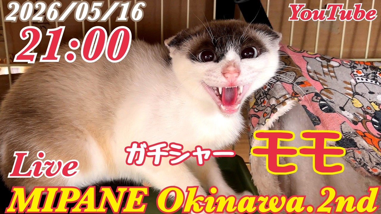 【LIVE】 ガチシャーの保護仔猫『モモ』・慢性腎不全の『ミッツ』の経過・15歳の老猫『ミュウ』・全国より里親大募集!