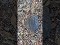 Baby Alligator Snapper #fishing #louisana #freshwater #bayousavage #snappingturtle
