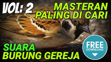 MASTER MURAI BATU 🔴 suara BURUNG GEREJA JERNIH berjeda 1-2 menit