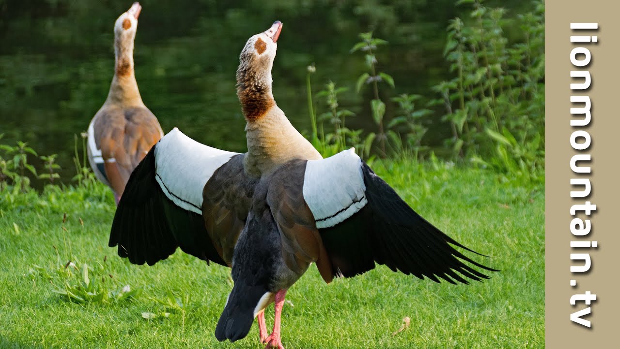 filmmakers festhome Egyptian Geese Fight Club | Caught in the Act