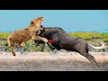 The proud Lion was tortured to death by Wildebeest - Crocodile is suddenly attacked by Warthog