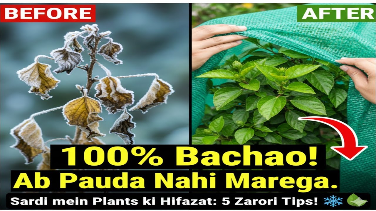 Plants ko sardi se kese bacha?پودوں کو سردی سے کیسے بچائیں