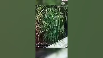 jaat status #jaat status #new haryanavi status #short