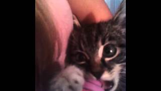 Супер!!! Котенок, как ребенок Супер!!! Котенок, как ребенок