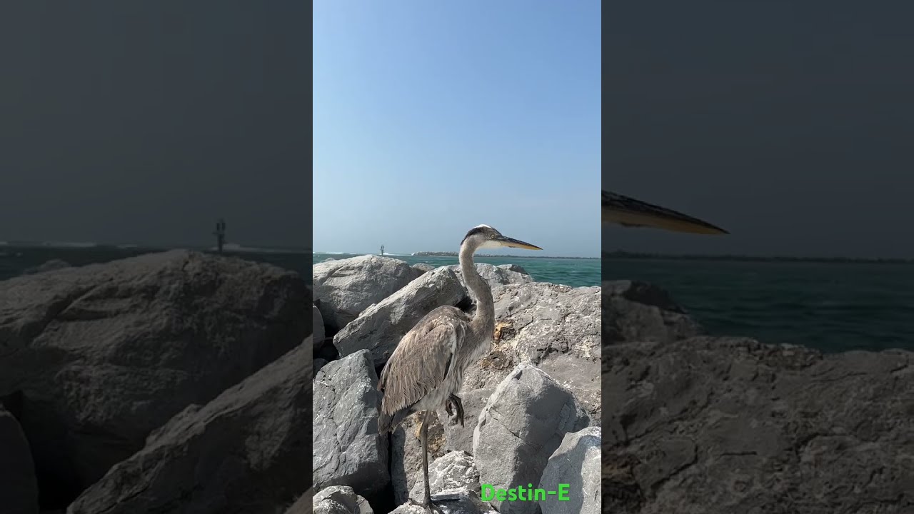 Destin Sunny 80 S Why Does The Heron Stand With One Leg Beach Destinflorida