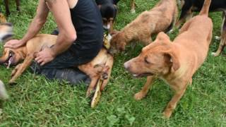 Another Dog Fight at Territorio de Zaguates