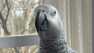 Symon the African Grey talking parrot speaks better than most people🤣🥗#talkingparrot #babyparrot