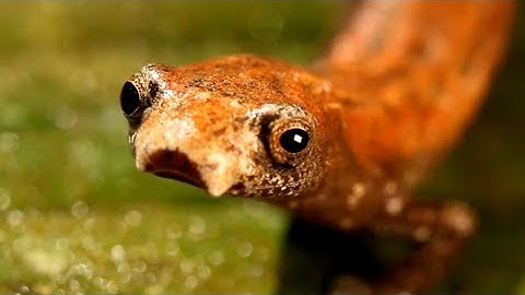 Amphibians and Fish: Freshwater Aquatic Indicator Species. Part 3/5. @poeticsofplace