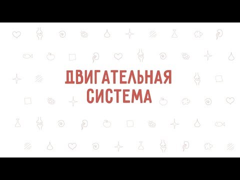 5. Двигательная система . Окружающий мир - 3 класс