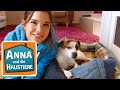 Willkommen zu Hause Streuner! | Information für Kinder| Anna und die Haustiere | Spezial