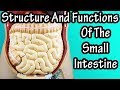 Structure Of The Small Intestine - Functions Of The Small Intestine - What Are Villi