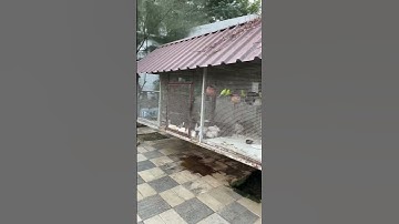 Love bird’s budgies colony setup