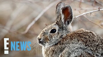 Are Rabbits in Colorado Really Growing Tentacles? The Truth | E! News