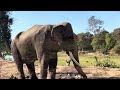 Kaziranga national park, elephant’s 😱 wow