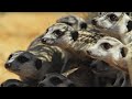 Meerkats vs robot cobra  spy in the wild  bbc earth