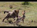 Cheetah cub learns how to hunt and kill a scrub hare