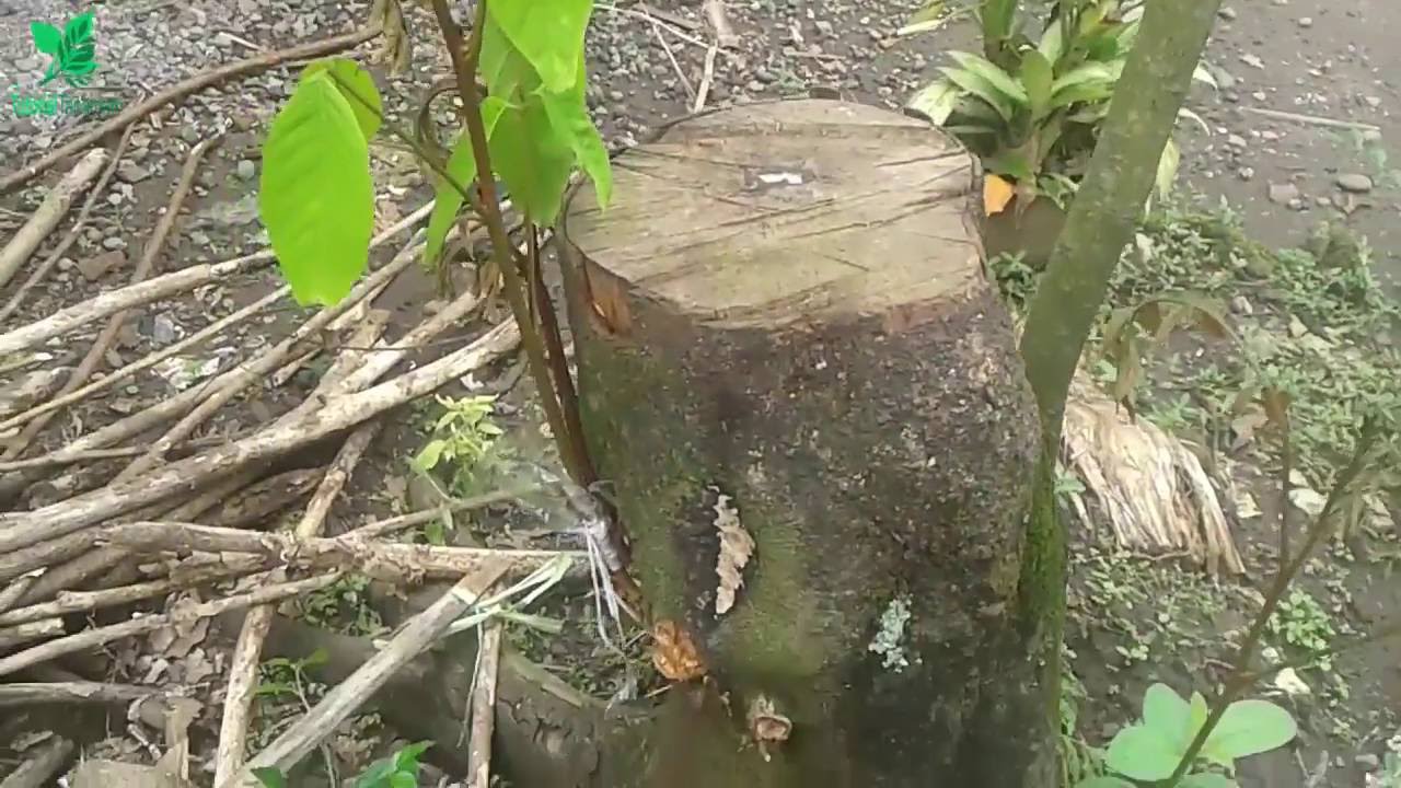  Cara  Menyambung  Sisip Tanaman  Buah Rambutan YouTube