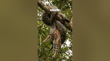 Anaconda Surprises Jungle Cat From Above! #Snake #Attack #Fight #Bite #Animal #Amazon #Zoo #Danger
