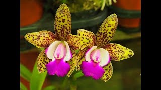 ЭКЗОТИК красивые орхидеи HERMOSAS Orquideas Flores цветы фото ЭКЗОТИК красивые орхидеи HERMOSAS Orquideas Flores цветы фото