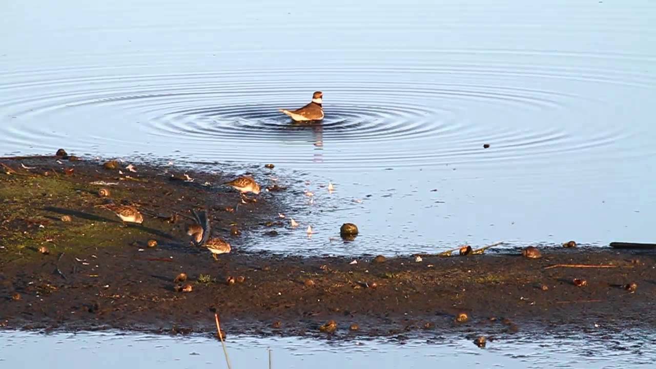 Killdeer Bath - (Charadrius vociferus)