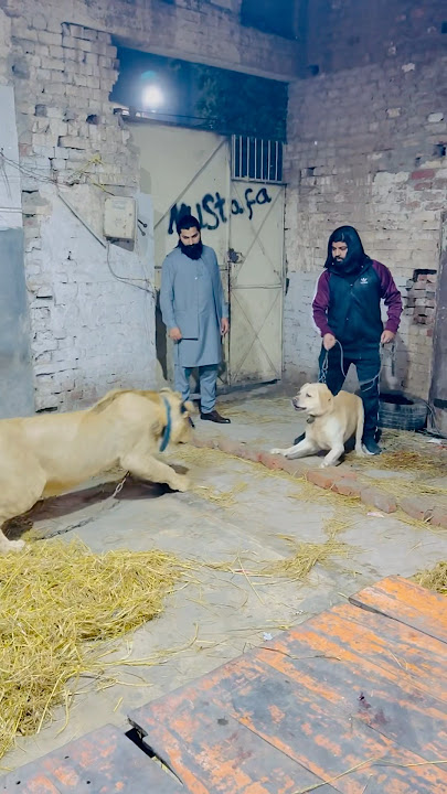 Full dangerous dog😱attack on lion😱😱😱😱😱#petlover #attack #animals #dangerous #doglover #dog