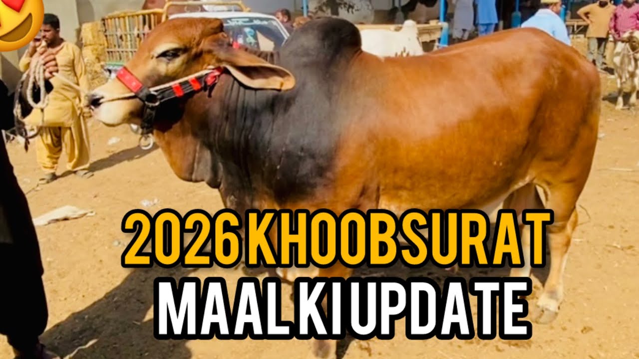 Malir Mandi Karachi Latest Rates Update [4 November 2025]