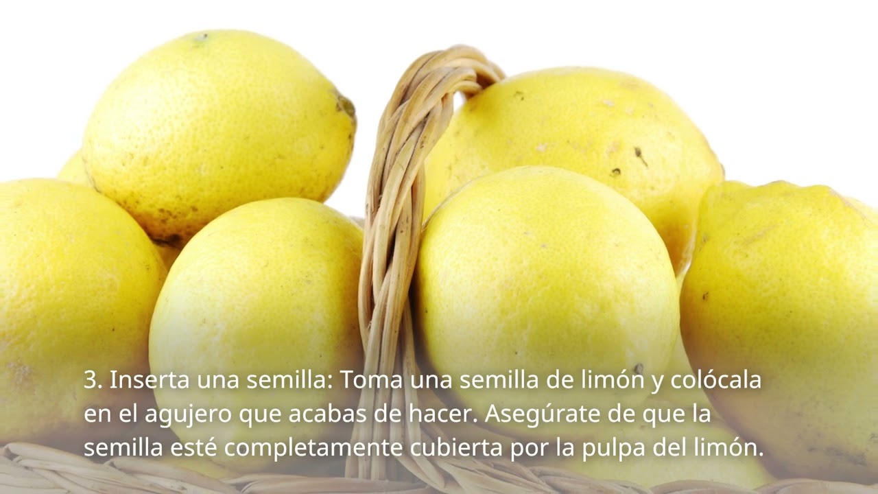 Como cultivar limón sin semilla en 6 pasos simples