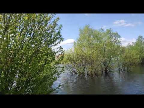 Туровский луг, аист взлетает